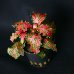 Fittonia forrest flame Pot 5cm